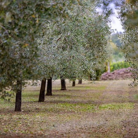 Villa Allegra Vizinada Bagian luar foto