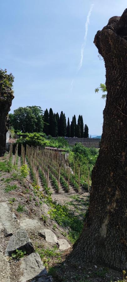 Villa Allegra Vizinada Bagian luar foto